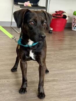 Keith -  Plott Hound Dog for Adoption in Downers Grove, Illinois - Keith | PetCurious