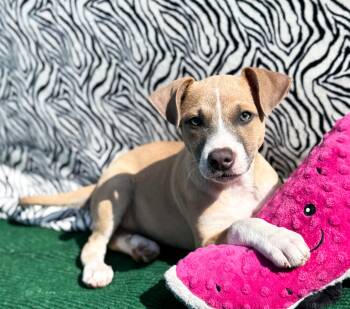 Catahoula Leopard Dog and Parson Russell Terrier Dogs Available for Adoption - Brontë | PetCurious