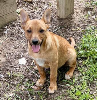 German Shepherd Dog and English Shepherd Dogs Available for Adoption in Shepherd, Texas - Copper | PetCurious