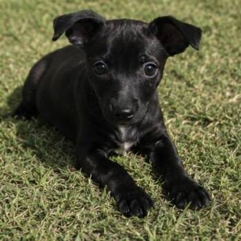 Chihuahua and Mixed Breed Dogs Available for Adoption in Pelham, New Hampshire - Chili  | PetCurious