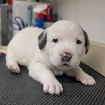 Cutie-pie -  Mixed Breed Dog for Adoption in Ardmore, Oklahoma - Cutie-pie | PetCurious