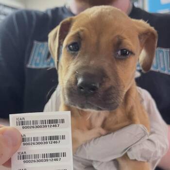 Purse Street -  Mixed Breed Dog for Adoption in Savannah, Georgia - Purse Street | PetCurious