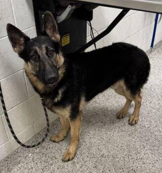 Blitz -  German Shepherd Dog and Mixed Breed Dog for Adoption in Kansas City, Missouri - Blitz | PetCurious