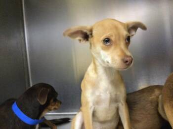 VICE -  Chihuahua Dog for Adoption in Riverside, California - VICE | PetCurious