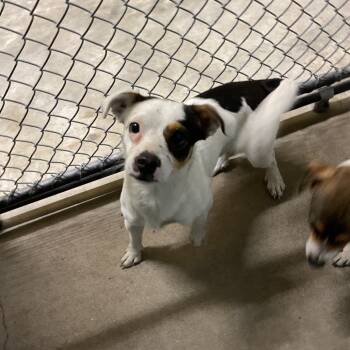 Rescue Terrier Dogs for Adoption in Saint Joseph, Missouri - Shady | PetCurious