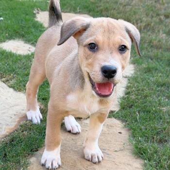 Blair -  Retriever and Mixed Breed Dog for Adoption in Lewisville, Texas - Blair | PetCurious