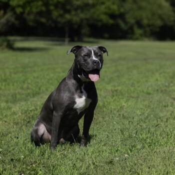 American Staffordshire Terrier Dogs Available for Adoption - BLUE | PetCurious