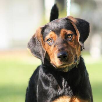 Larry Lobster -  Mixed Breed Dog for Adoption in Columbia, South Carolina - Larry Lobster | PetCurious