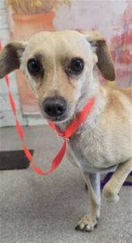 FREDIE -  Chihuahua and Mixed Breed Dog for Adoption in San Bernardino, California - FREDIE | PetCurious