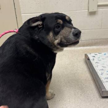 Sophia -  Mixed Breed and Husky Dog for Adoption in Murray, Utah - Sophia | PetCurious