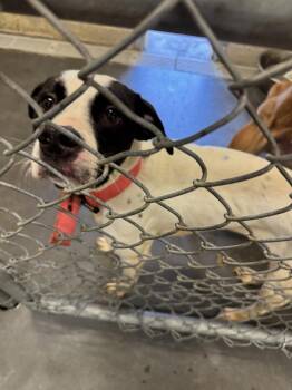 MONTANA -  Pit Bull Terrier Dog for Adoption in Elizabethton, Tennessee - MONTANA | PetCurious