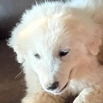 LILY (GPP1) -  Great Pyrenees Dog for Adoption in Stuart, Virginia - LILY (GPP1) | PetCurious