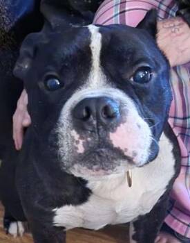 Sully -  American Bully Dog for Adoption in Indianapolis, Indiana - Sully | PetCurious