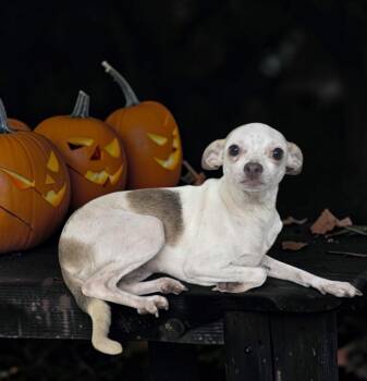 Fanta -  Chihuahua Dog for Adoption in Dallas, Georgia - Fanta | PetCurious