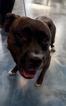 Rescue Mixed Breed Dogs for Adoption in Pontiac, Michigan - Daisy | PetCurious