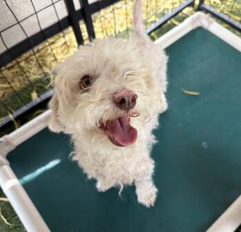 Brooke -  Poodle Dog Available for Adoption in Canutillo, Texas - Brooke | PetCurious