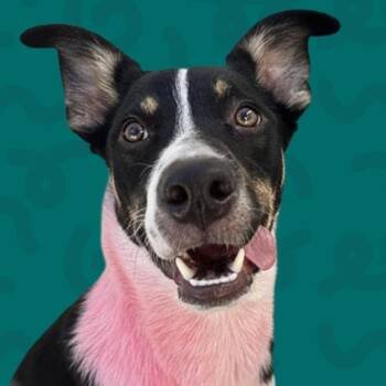 Mykie -  Mixed Breed Dog for Adoption in Reno, Nevada - Mykie | PetCurious