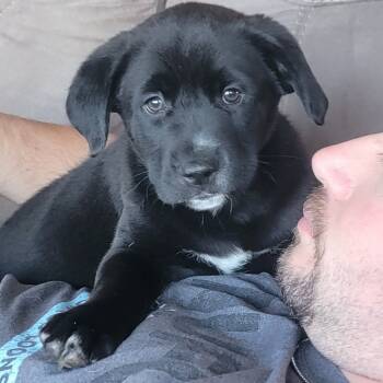 Rescue Mixed Breed Dogs for Adoption in Buffalo, Minnesota - Denmark | PetCurious