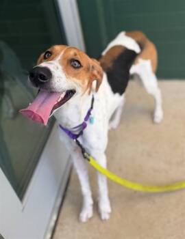 ROSCOE -  Foxhound and Mixed Breed Dog for Adoption in Leesburg, Virginia - ROSCOE | PetCurious
