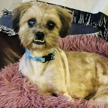 Rescue Shih Tzu and Yorkshire Terrier Dogs for Adoption in Hillsborough, North Carolina - Widget | PetCurious