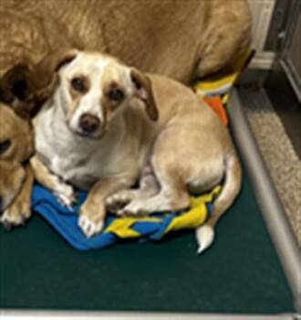 Dachshund and Mixed Breed Dogs Available for Adoption - FRED | PetCurious