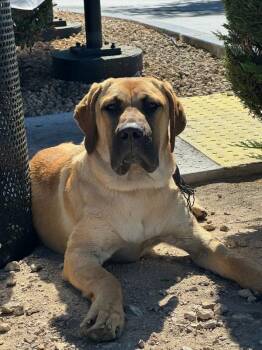 Brock -  Mastiff Dog for Adoption in Victorville, California - Brock | PetCurious