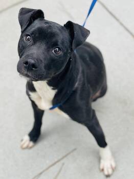 AC-4490 "Tini" -  Pit Bull Terrier Dog Available for Adoption in Conyers, Georgia - AC-4490 "Tini" | PetCurious