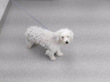 DIOR -  Maltese and Mixed Breed Dog for Adoption in Omaha, Nebraska - DIOR | PetCurious