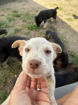 Hope -  Mixed Breed Dog Available for Adoption in Wilsall, Montana - Hope | PetCurious