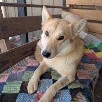 Husky and Mixed Breed Dogs Available for Adoption in Fayetteville, Arkansas - Foxy Lady | PetCurious