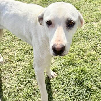 Labrador Retriever Dogs Available for Adoption in Tunica, Mississippi - Honey  | PetCurious