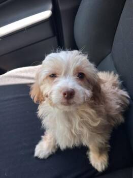 Shih Poo Dogs Available for Adoption in Maitland, Florida - Rocky | PetCurious