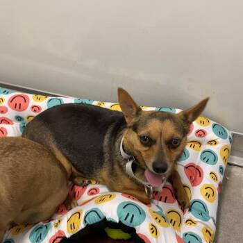 Chihuahua and Miniature Pinscher Dogs Available for Adoption in Riverwoods, Illinois - Leo | PetCurious