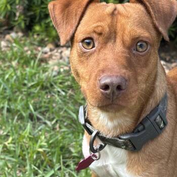 Dilly -  Patterdale Terrier Fell Terrier Dog for Adoption in Tallahassee, Florida - Dilly | PetCurious