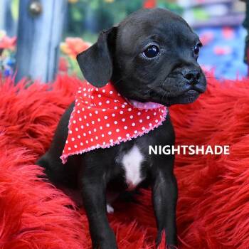Nightshade -  Pug and Mixed Breed Dog for Adoption in Tempe, Arizona - Nightshade | PetCurious