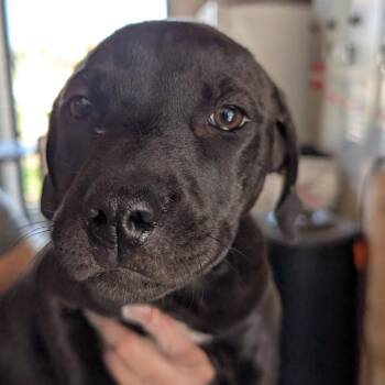 Mixed Breed Dogs Available for Adoption in Leander, Texas - Furari | PetCurious