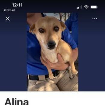 Chihuahua Dogs Available for Adoption in Riverside, Iowa - Alina | PetCurious