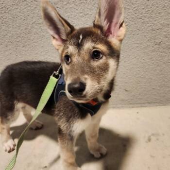 Husky Dogs Available for Adoption in Pacifica, California - Chica | PetCurious