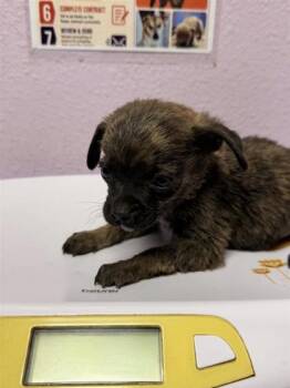 61246402 -  Mixed Breed Dog for Adoption in El Paso, Texas - 61246402 | PetCurious