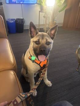 Akita Dogs Available for Adoption in Edmonton, Alberta - Bronson | PetCurious