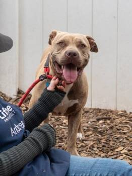 Mixed Breed Dogs Available for Adoption in Chamblee, Georgia - Dew Drop | PetCurious