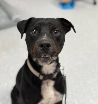 Rescue Boxer Dogs for Adoption in New Philadelphia, Ohio - Cookie Monster | PetCurious