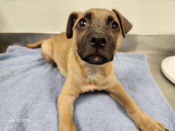 BAGEL* -  German Shepherd Dog and Mixed Breed Dog for Adoption in Santa Cruz, California - BAGEL* | PetCurious