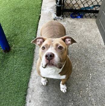 BELLA -  American Bulldog Dog for Adoption in Dallas, Texas - BELLA | PetCurious