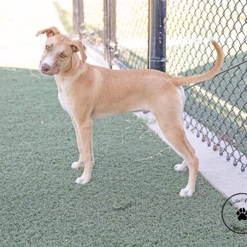 Rocco -  Yellow Labrador Retriever and Mixed Breed Dog for Adoption in Abilene, Texas - Rocco | PetCurious