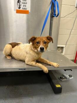 Terrier Dogs Available for Adoption in Winder, Georgia - 2026-04-080TYLER | PetCurious