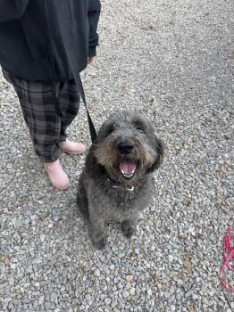 Rescue Labradoodle Dogs for Adoption in Richmond, Texas - Hugo | PetCurious