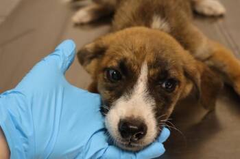 STARFRUIT -  Mixed Breed Dog for Adoption in Columbia, South Carolina - STARFRUIT | PetCurious