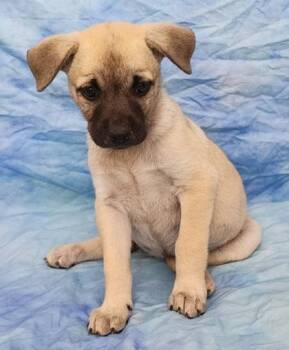 Labrador Retriever and Mixed Breed Dogs Available for Adoption in Elmira, New York - Trixie | PetCurious