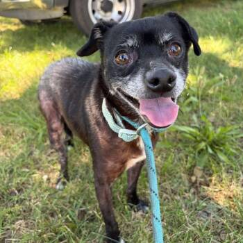 EGGO -  Chihuahua Dog for Adoption in Chico, California - EGGO | PetCurious